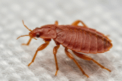 Bed Bug