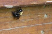 Stinging Insects