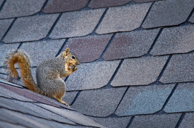Squirrels Target